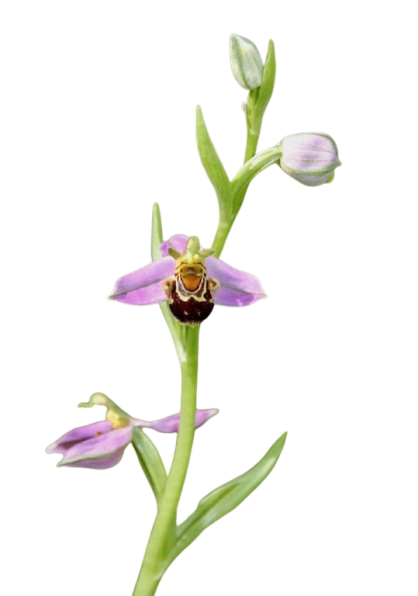 image orchidée abeille